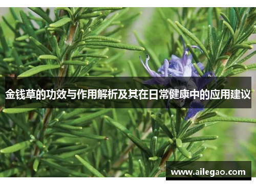金钱草的功效与作用解析及其在日常健康中的应用建议