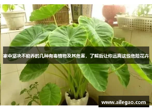 家中坚决不能养的几种有毒植物及其危害，了解后让你远离这些危险花卉